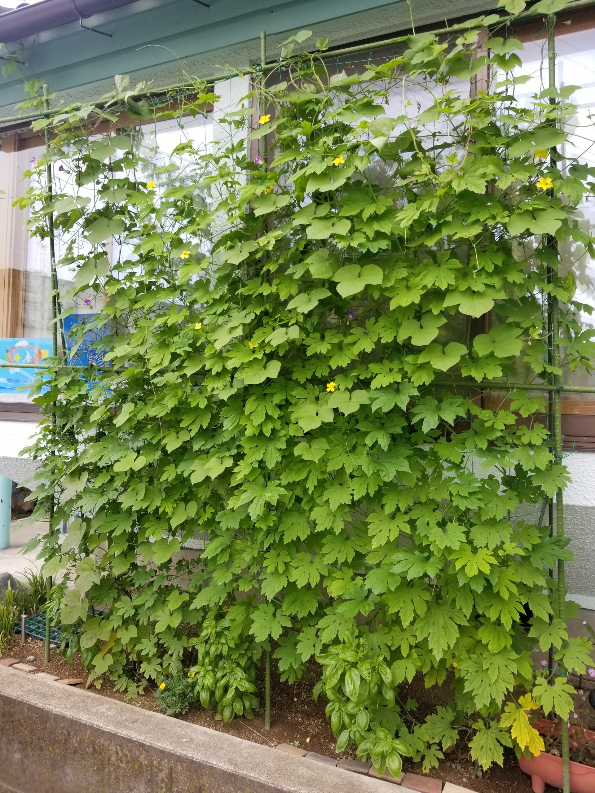 へちまのグリーンカーテン