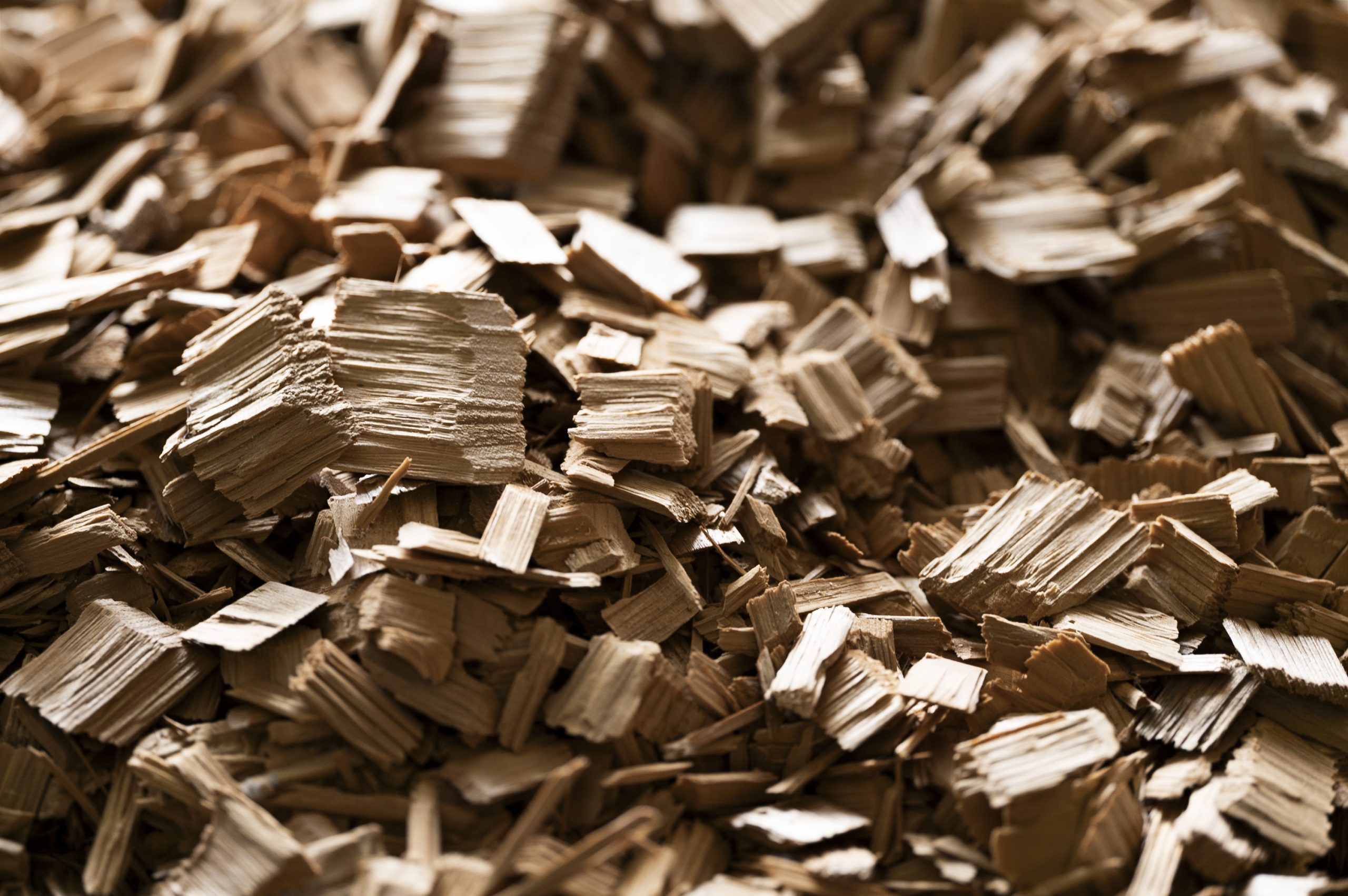 地域の豊かな森林2