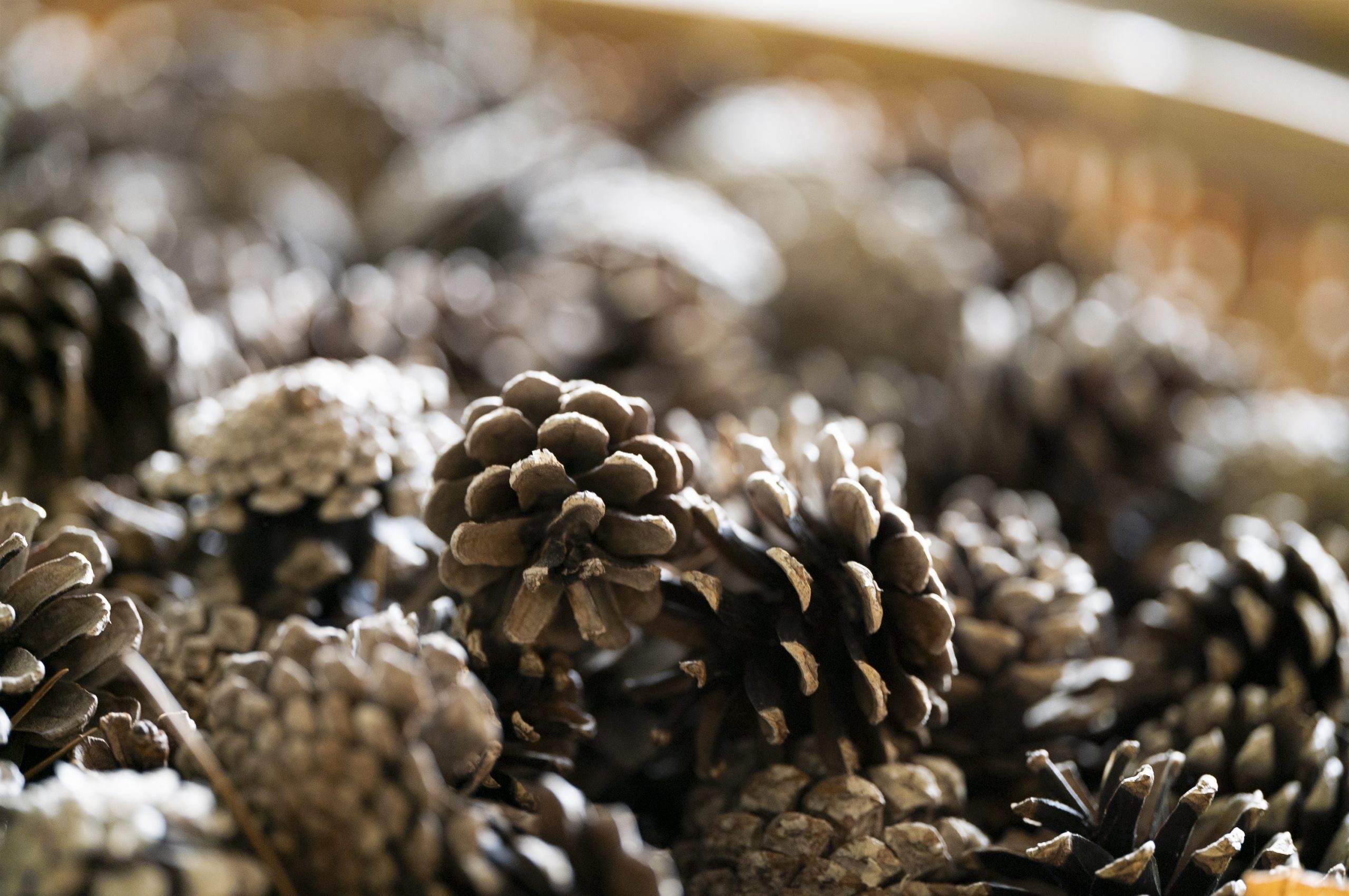 地域の豊かな森林1