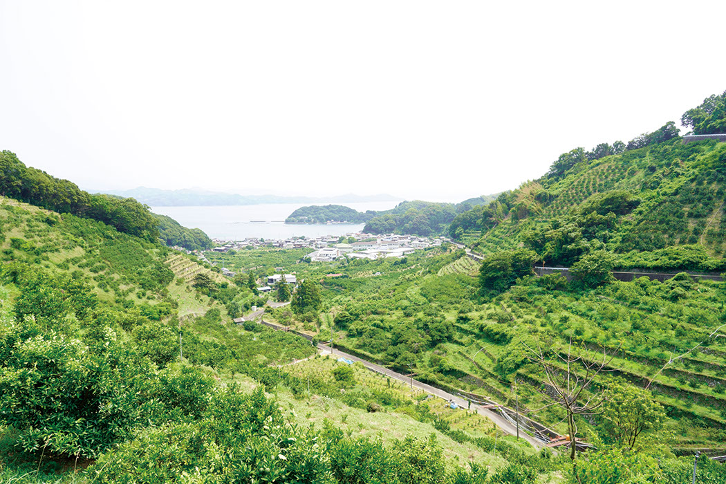 急峻な坂が続く産直産地の無茶々園