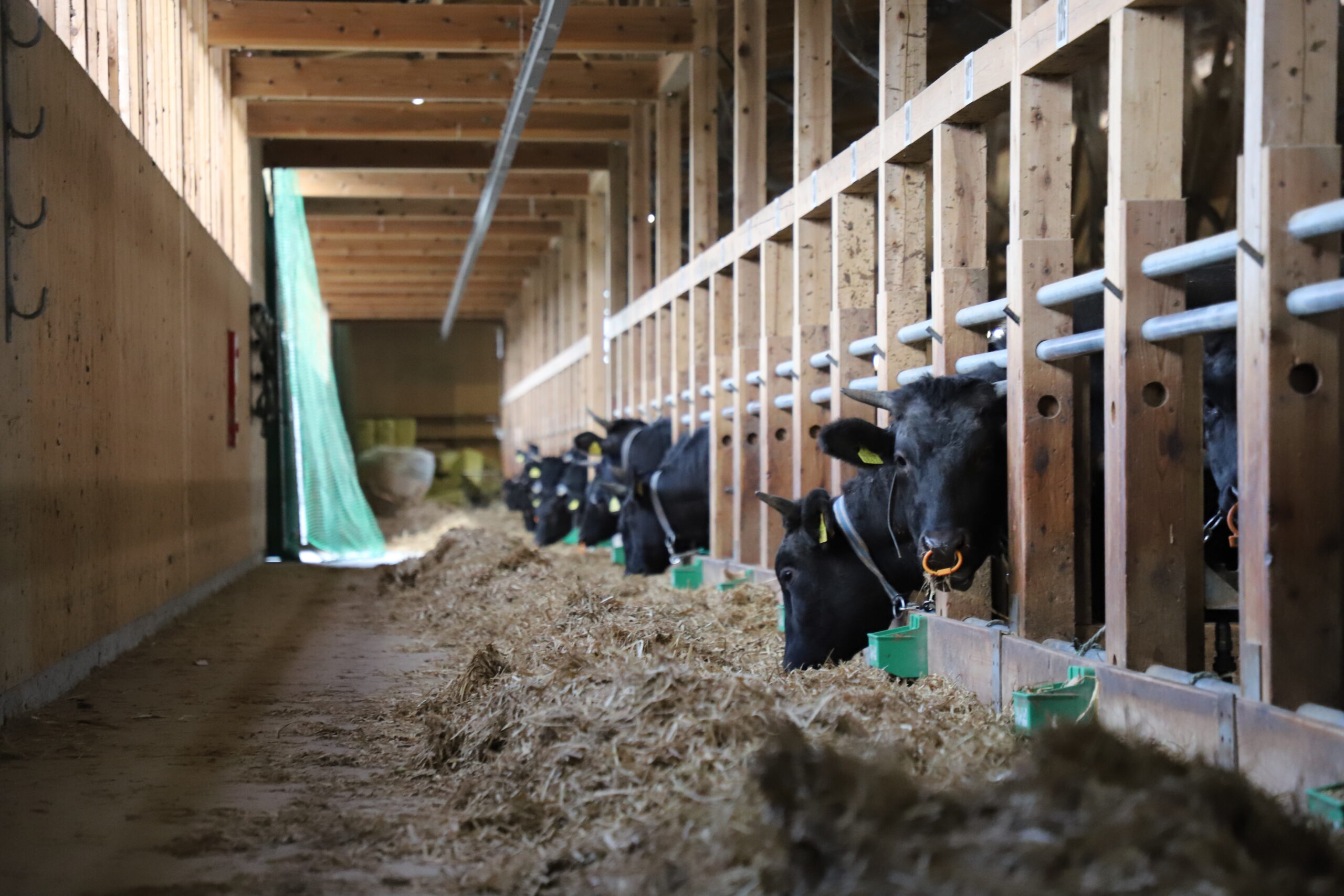 米沢牛の飼育風景