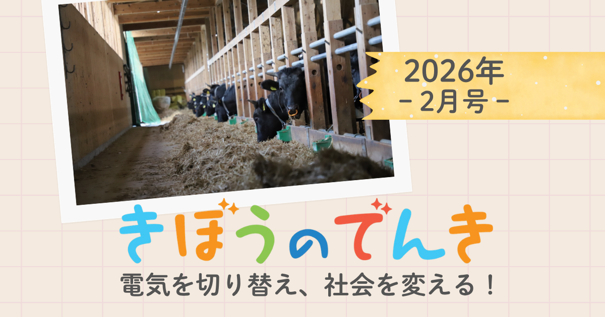 カルス形成】【2026/3/16/輸入分 新鮮株②】パキプス ※厳選2株 カルス