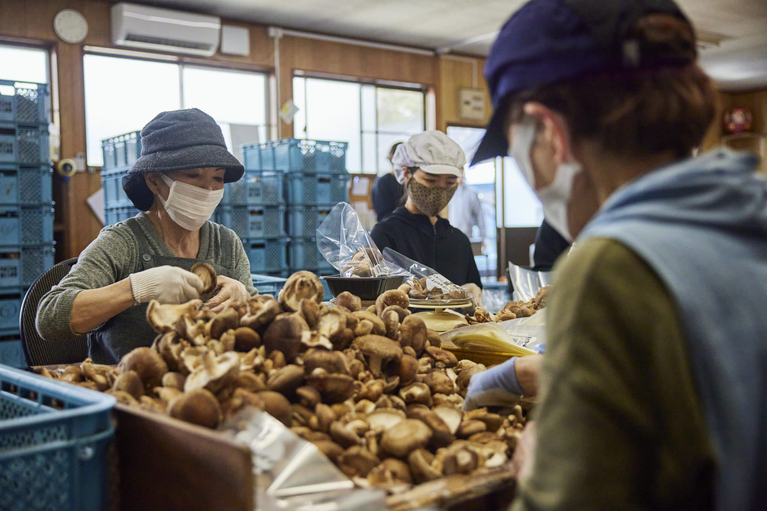 原木しいたけ栽培の様子2