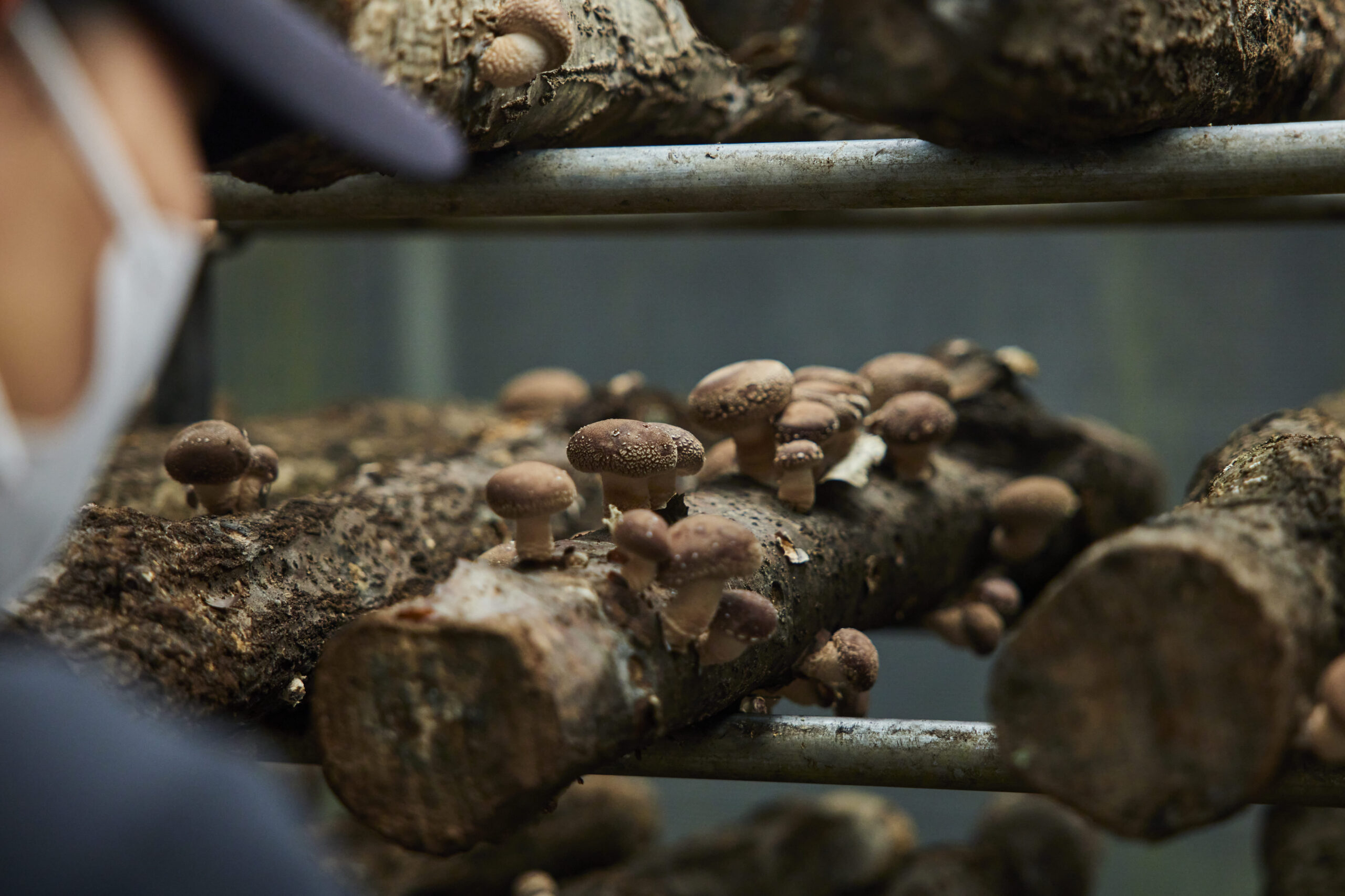 原木しいたけ栽培の様子1